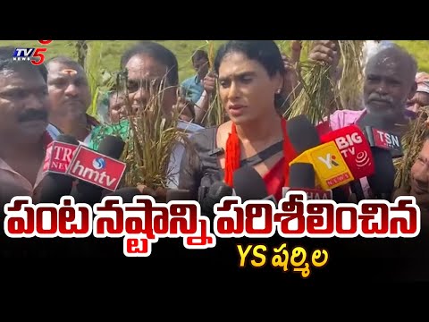AP PCC YS Sharmila Reddy Visits Montha Cyclone | AP Toofan | TV5 News - TV5NEWS