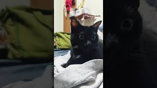 My black cat - Lumi is so pretty | Kim Foxx Studio