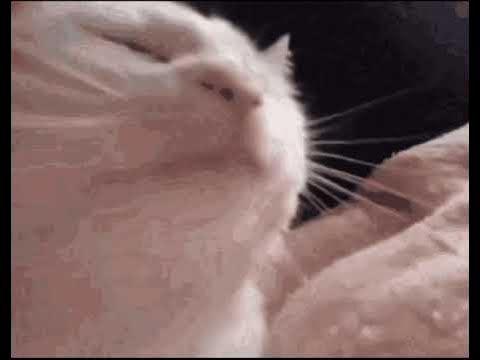 "Polite Cat Meme" Sticker for Sale by SleepyYogi Cat stickers, Meme stickers, Fa