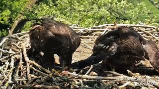 Decorah Eagles - North Nest 25.05.2024