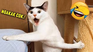 TAHAN TAWA.!😂 10 Menit Video Kucing Lucu Terbaru yang Bikin Ngakak 2023 ~ Kucing Tiktok Lucu by Jaya Edutainment 419,139 views 5 months ago 10 minutes, 4 seconds