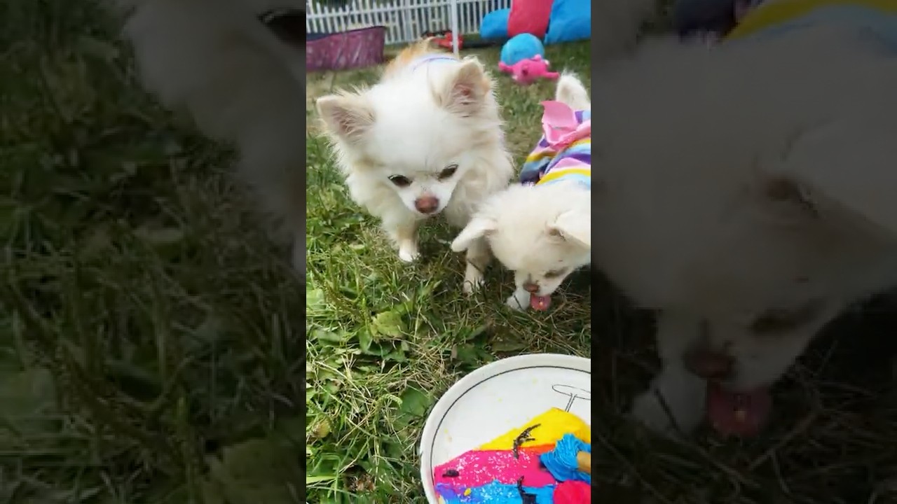 Unicorn Cookie Dog Party (Comedy Skit) | The Furry Kiddos