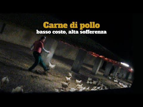 Carne di pollo: basso costo, alta sofferenza