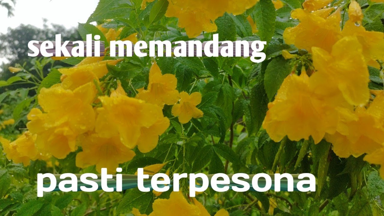 BUNGA KUNING PINGGIR JALAN/CANTIK/MENAWAN