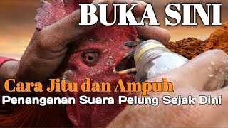 BEGINI PERAWATAN PELUNG SUARA MERDU USIA BERANJAK DEWASA !! BUKA SEMUA SAJA DEH