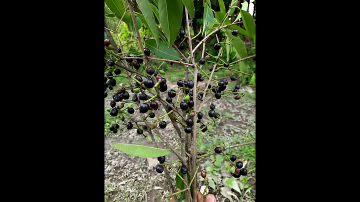 Natural BLACK JAMUN FRUITS ( java plum )  Eating in my village
