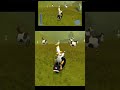 Cows aren't in the cool club