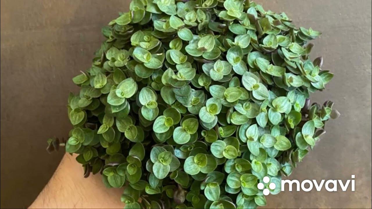 Каллизия зеленая. Каллизия зеленая. Коллизия традесканция мелколистная. Каллизия зеленая. Традесканция каллизия.