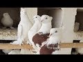 Андижанские Голуби/Старая Линия /UZBEKISTAN KAPTARLARI/Andijan Pigeons (Eldor Irgashev, Andijan)