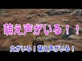 【PUBG】野良で癖が強い中国人＆萌え声と出会った【幼稚園編】