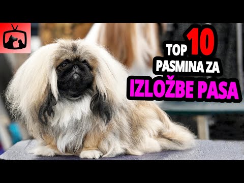 Video: Top 10 uzgajivača pasa po smislu mirisa