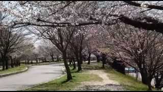 落合公園　さくら