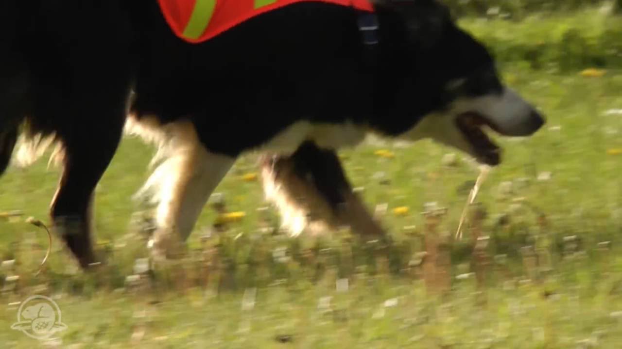 Extraordinary Dog, Extraordinary Job - Waterton Lakes National Park