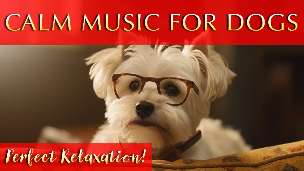 Dog Calming Music 12Hours of Perfect Music to Keep Your Dog Company