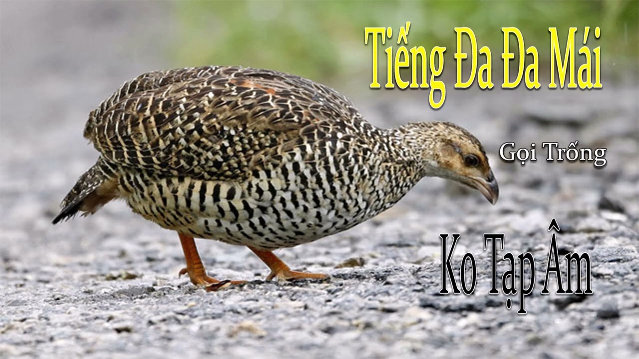 Tiếng Chim Đa Đa Mái Gọi Trống Kích Bổi Chuẩn Mới Nhất Ko Tạp Âm #tiengdada
