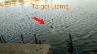 Begini cara mancing Kepiting dan rajungan / How to catch crabs