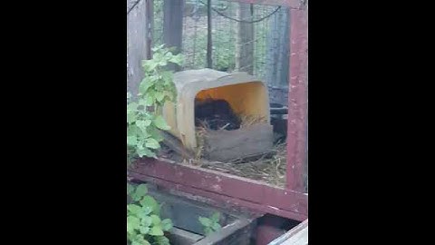 Snake in the nesting box