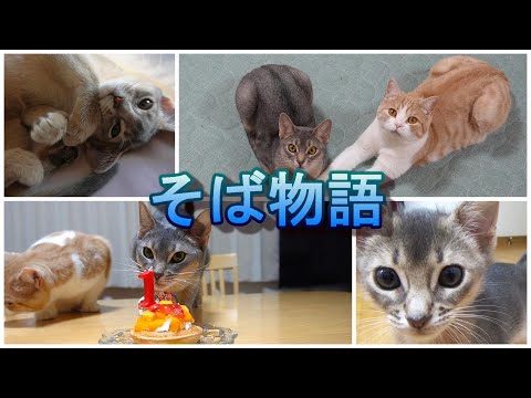 そばと家族になった日から１歳までの成長記録【アビシニアン】