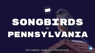 Explore! Songbirds in Pennsylvania screenshot 5