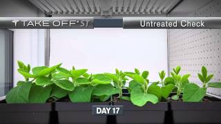 Take Off ST: Seed Treated Soybeans Time-Lapse