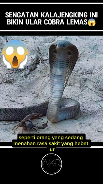 SENGATAN KALAJENGKING INI BIKIN ULAR COBRA LEMAS⁉️😱#shorts