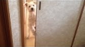 犬芸 だるまさんがころんだ 室内階段編 Youtube 犬芸 だるまさんがころんだ 室内階段編 Youtube