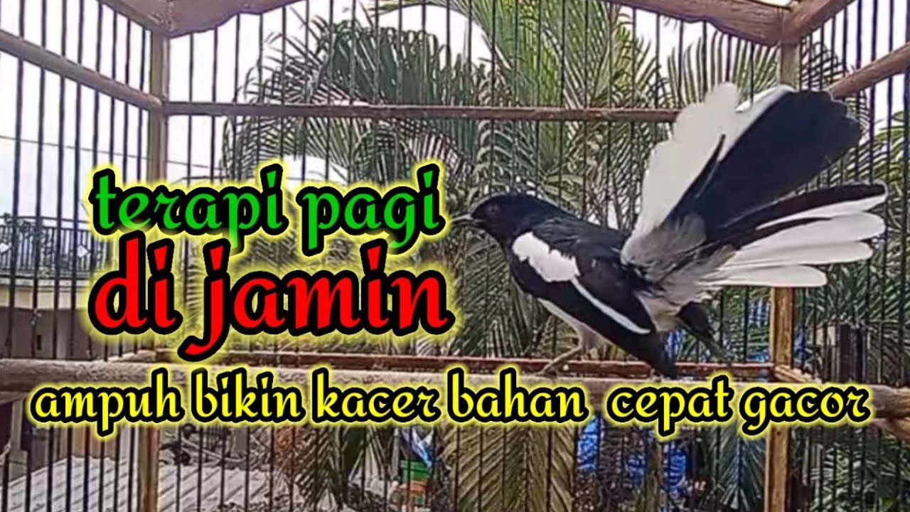 terapi pagi dijamin ampuh bikin kacer bahan cepat bunyi dan gacor bikin nyaut semua jenis kacer