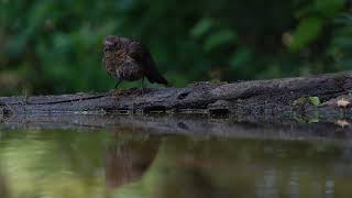 Bird bathing, Nature Ambience, Bird Song