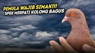 CARA MEMILIH MERPATI KOLONG YANG BAGUS‼️