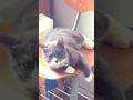 #canadalife #catlife #cat #പൂച്ച #cute #kitten #music #funny #pets #cutecat #catblogger