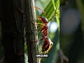 Real Life Last of Us Fungus! 🧟🐜 #zombieant #ophiocordyceps #MindControlFungus #wildlifefacts