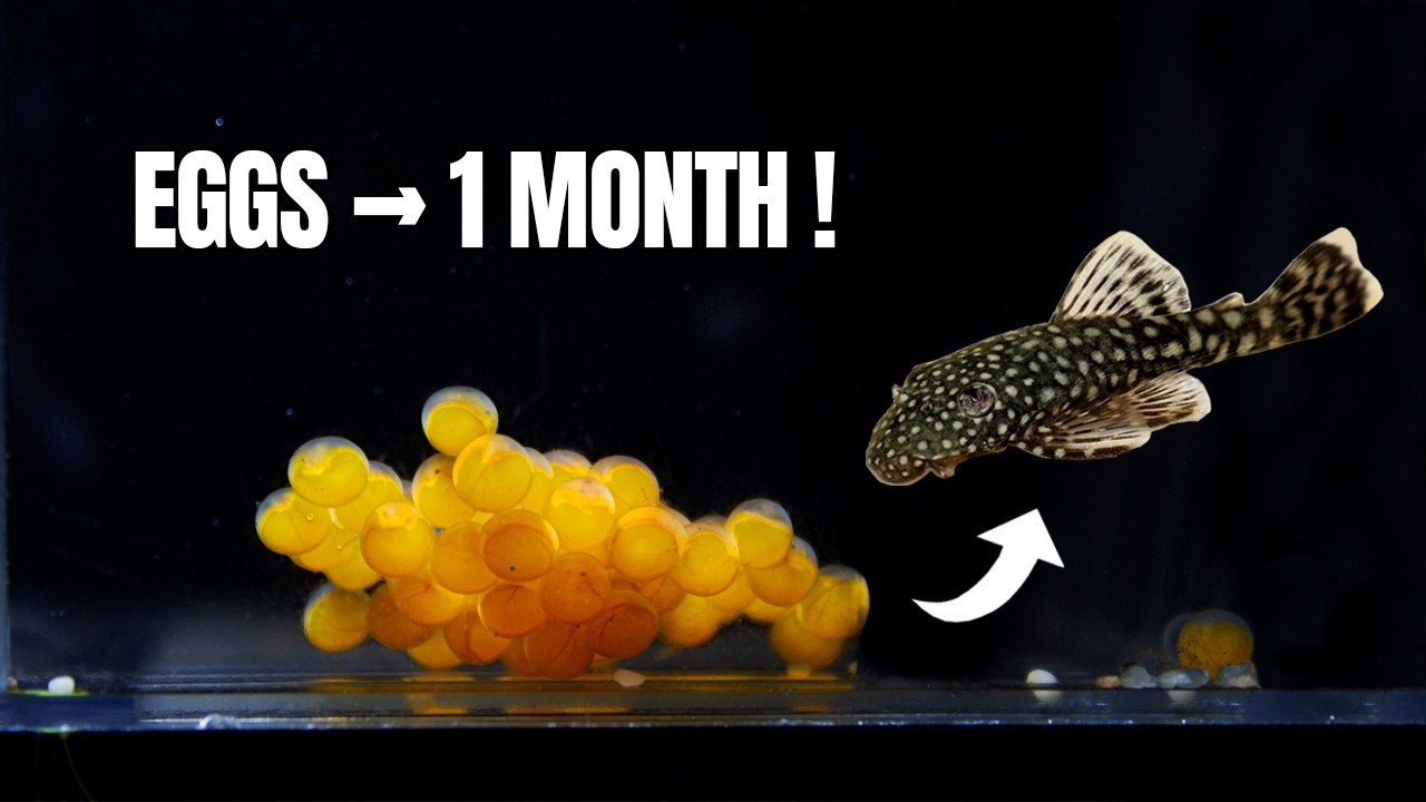 From Eggs to Baby Plecos | 30 Days of Bristlenose Ancistrus Growth