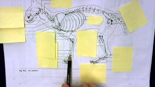 Cat Bones Cat Crouch Walk Tutorial W Bone Structure Method