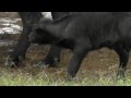 baby water buffalo struggles to keep up with mum