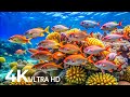 DREAM AQUARIUM 4K - Marine Life, Sea Animals and Coral Reef - Fish Tank Sounds for Deep Sleep #39