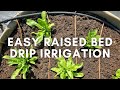 Easy raised bed drip irrigation system connected to faucet or spigot