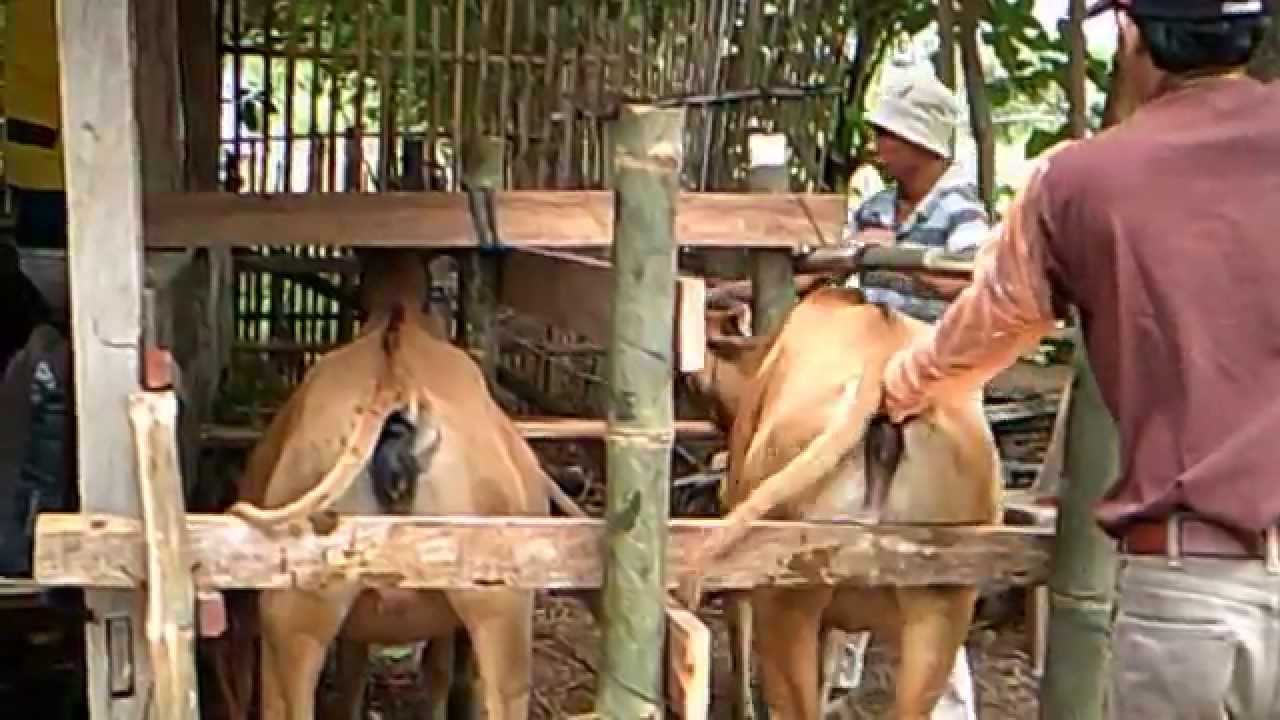 palpasi dan pemberian hormon pada sapi - YouTube