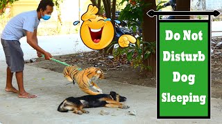 Best Fake Tiger Prank Vs Sleep Dog Really Funny Video _ 100% Try Not To Laugh New Prank Video