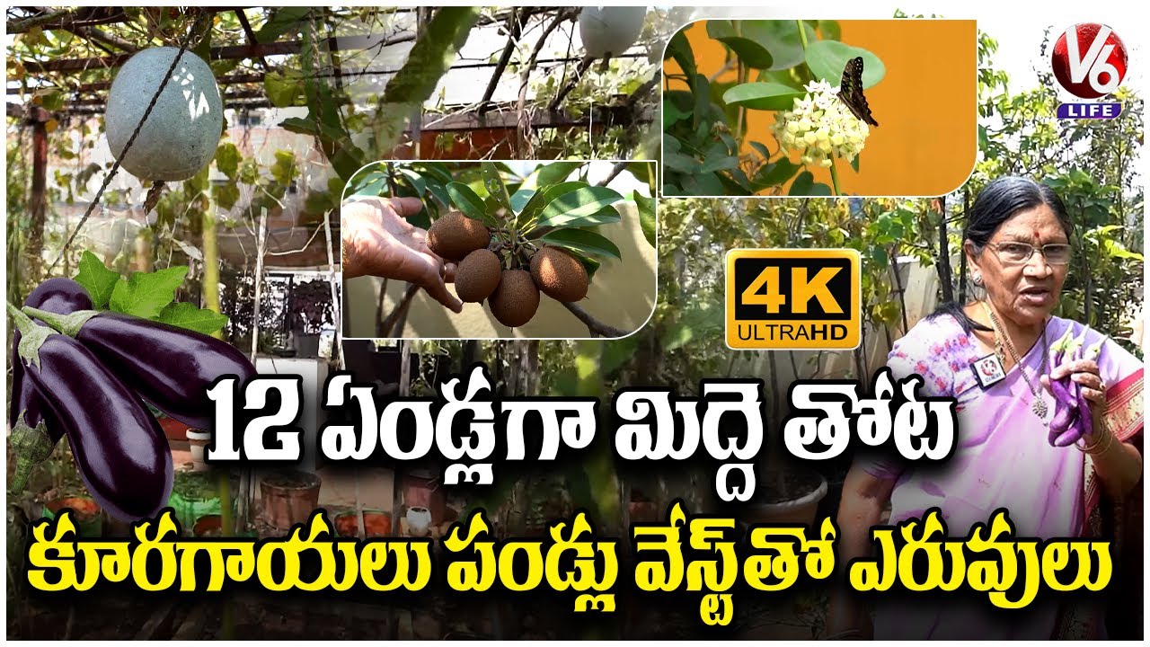70 Old Papayamma Grow Fresh Fruits Vegetables In Terrace Garden | V6 Life