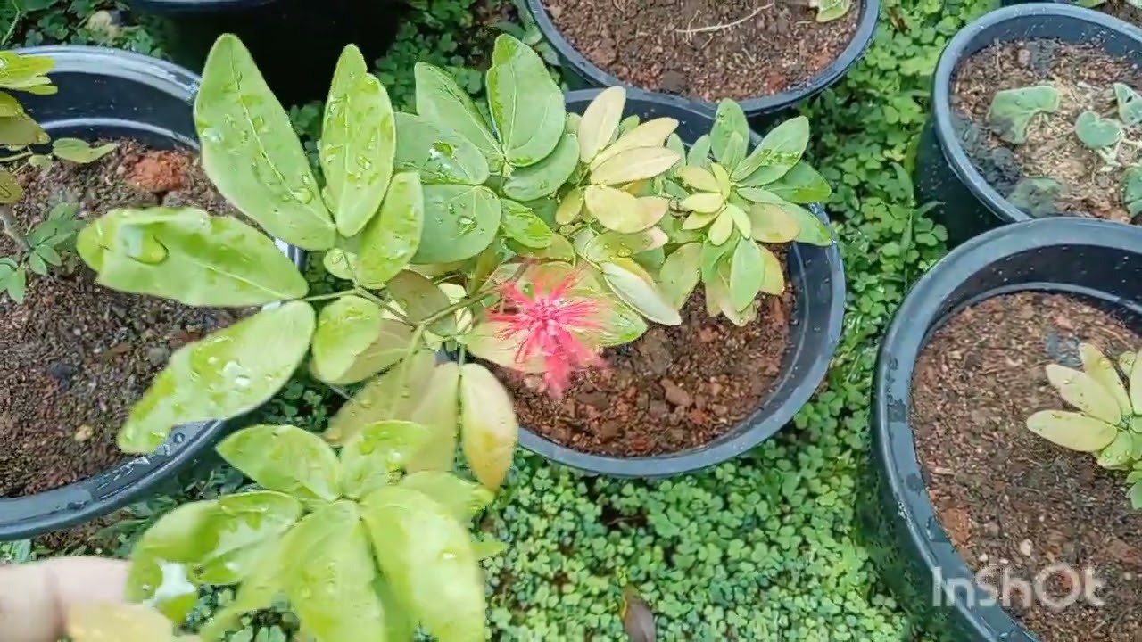 25 sale පුංචි පුංචි මල් ගොඩක් එක්ක ගෙනාවා .රු.100 ඉදලා ගන්න පුලුවන් .🥰🌹