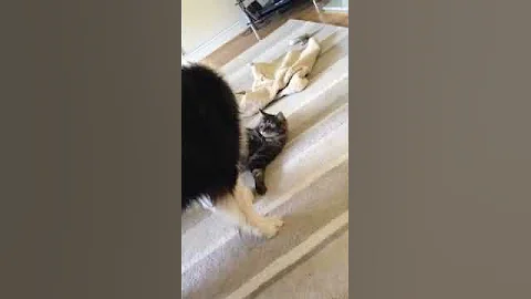 Cat and dog fight -Media homework