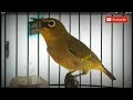 Masteran Pleci Nembak Kuntilanak Mp3 - Mp4 Download
