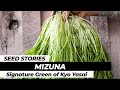 Seed stories  mizuna signature green of kyo yasai