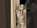 Everyone needs to like the video #funny #audio #like #shorts #fypシ