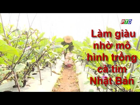 Video: Các giống cà tím Nhật Bản: Tìm hiểu về cách trồng cà tím từ Nhật Bản