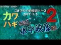 カワハギ水中映像お試し編その２~カワハギの捕食姿勢を追跡せよo( `д´ ｡)~