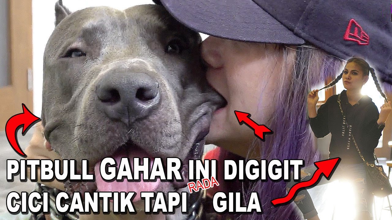 ANJING PITBULL TEMAN TIDUR CICI CANTIK - DIKALUNGIN RANTE BERAT & DIGIGITIN TAPI KOK