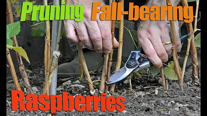 Pruning Fall-bearing Raspberries - How And When To Prune a Raspberry