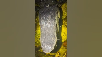 Python Hatchling Season In The Florida Everglades #forest #snake #reptile #ecosystem #Florida nights