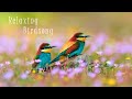 Relaxing Music for Stress Relief🌿 Healing Music For The Nerves, Calm Piano, Sleep Music #2